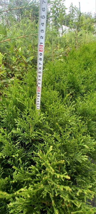 саджанці туї Смарагд р9 тасаженцы туи Изумруд