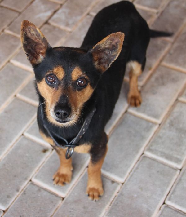 Mikro piesek mix pinczer do adopcji
