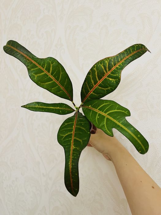 Надлишки колекційних кротонів EXETER (ексетер)