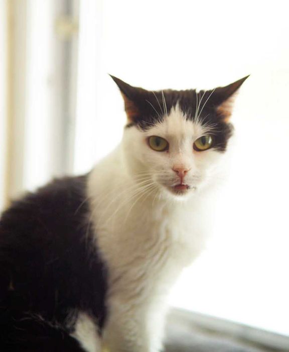 Космея 1,5р, шукає сім`ю, кот кошеня котенок кіт котики кішка коти