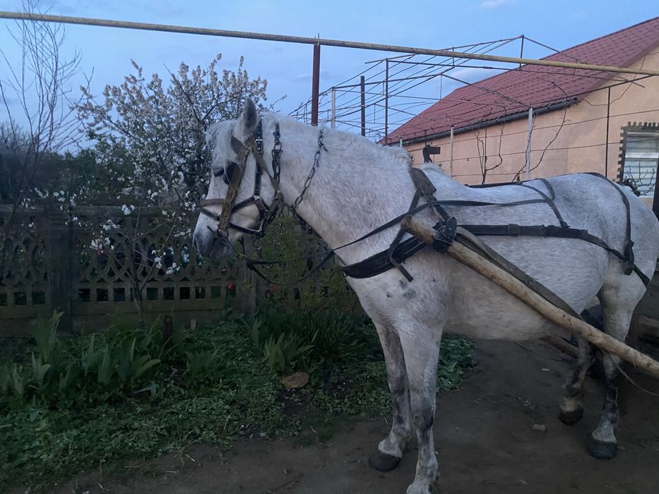 Продаеться коняка жеребна, можливий торг
