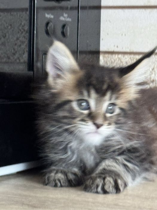 Продам( Торг ) котенка мейн-кун( девочка, черепаха) гентесты