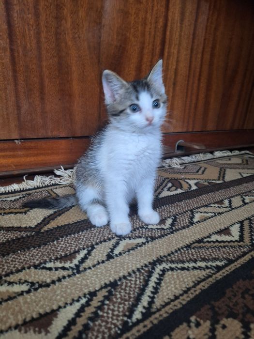 Малюки шукають люблячу родину