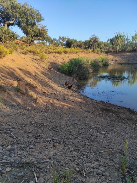 Galinhas poderias jovens para vender