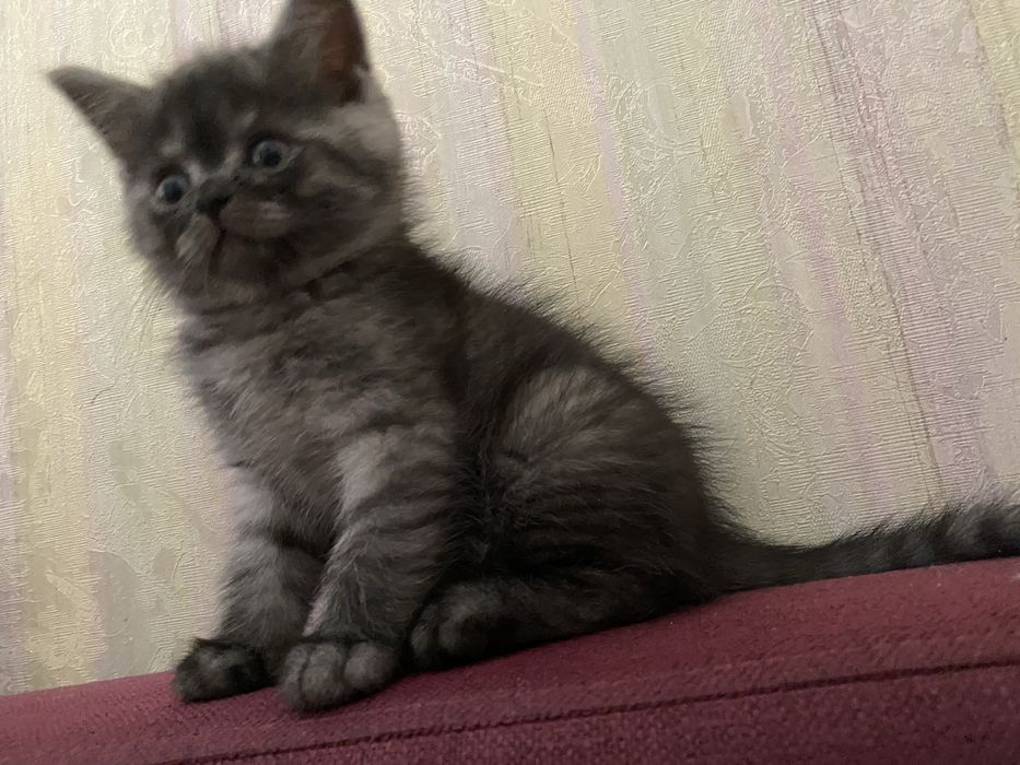 Продам кошенят пародистих