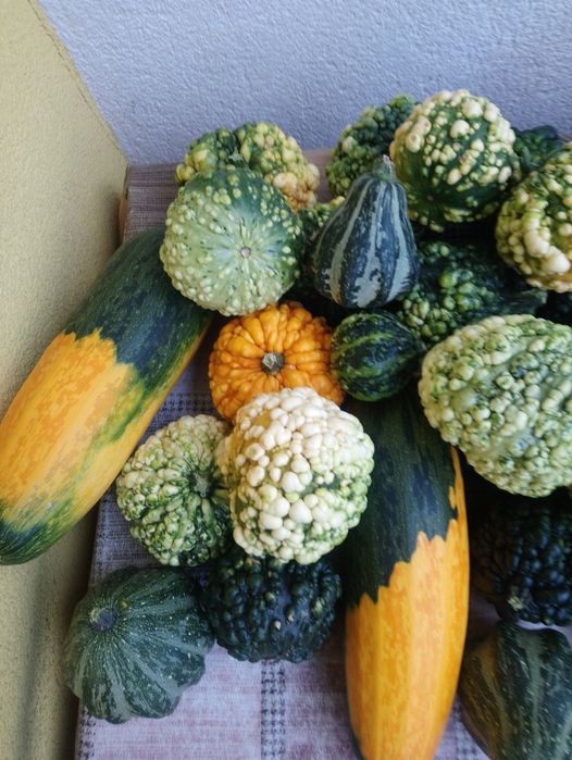 Dynie ozdobne lawenda suszona