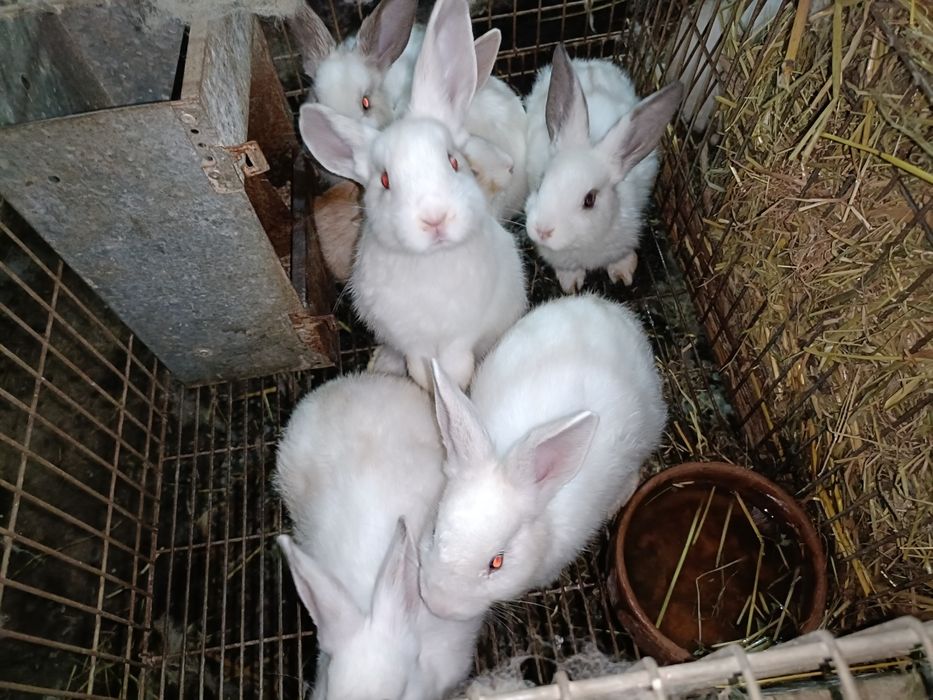 Vendo  Coelhos caseiros