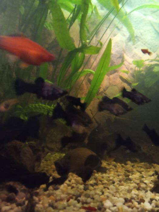 Ryby - Molinezje i Mieczyki