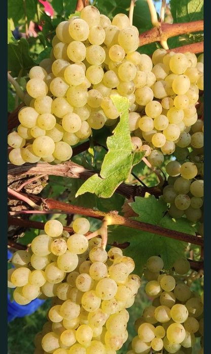 sadzonki winorośli seyval blanc