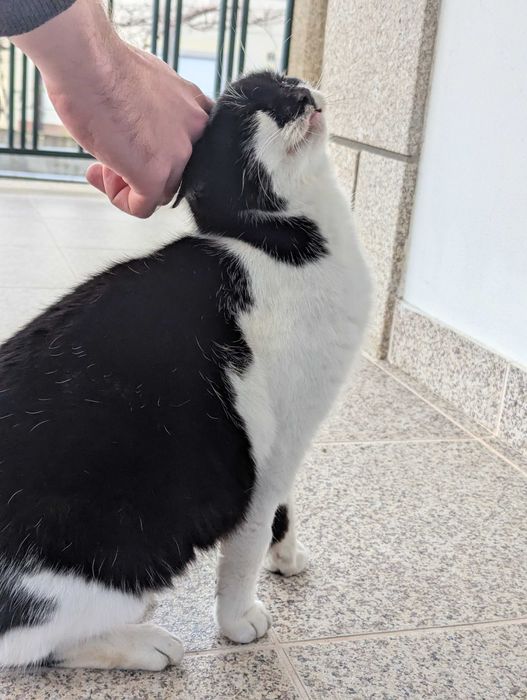 Gata para adoção responsável