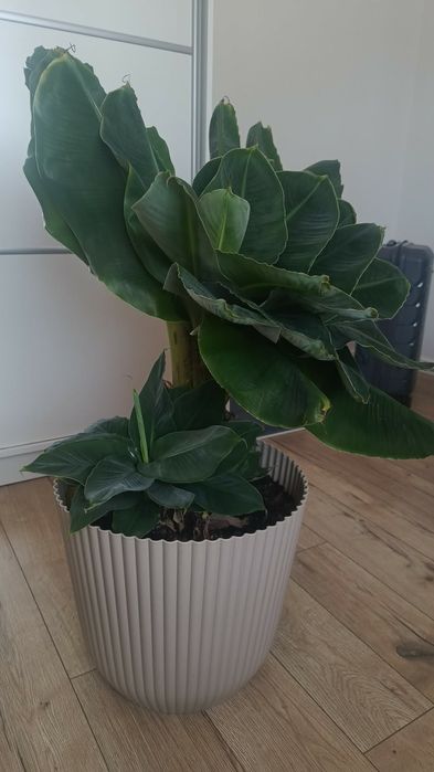Bananowiec karłowaty w doniczce, Piękny 90cm
