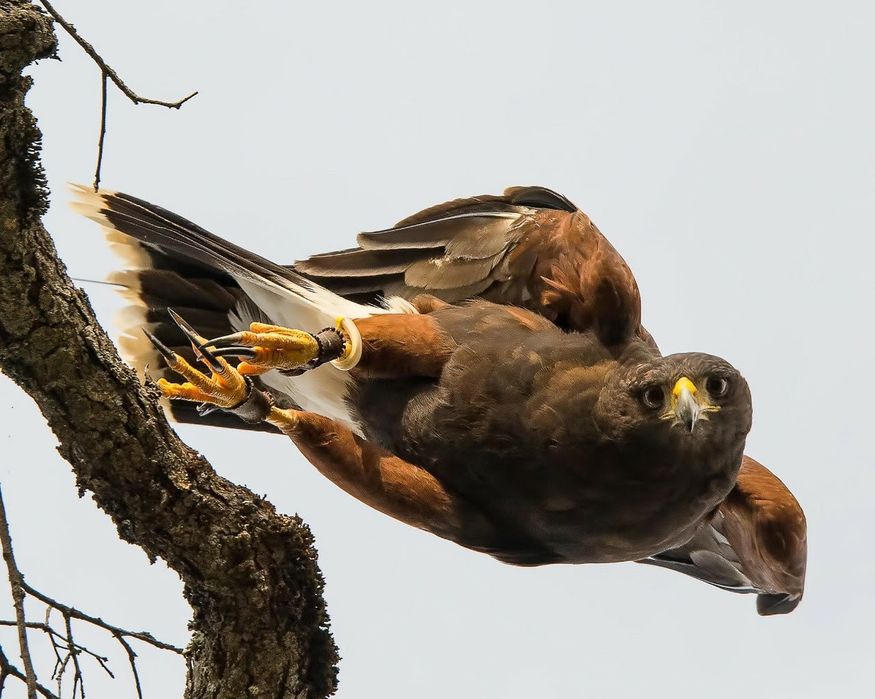 Aves para falcoaria