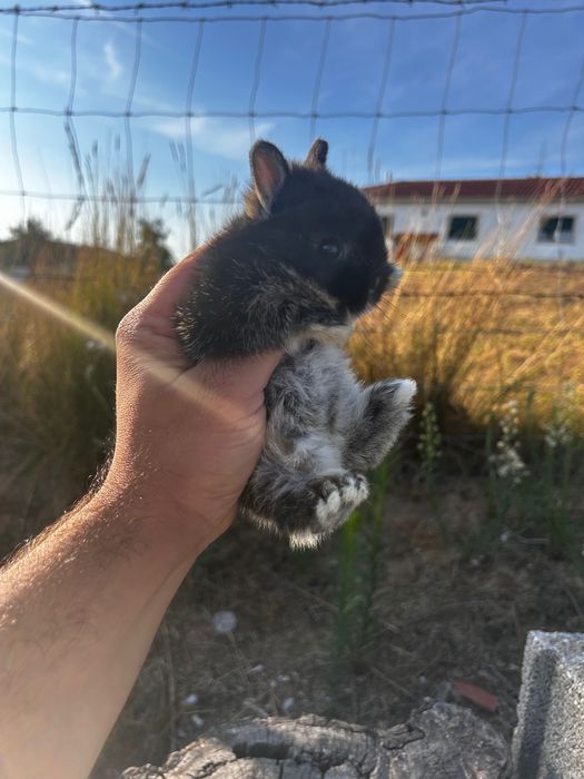 Coelho Anão Netherland Dwarf