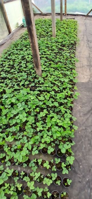 Кущова суниця,ремонтантна