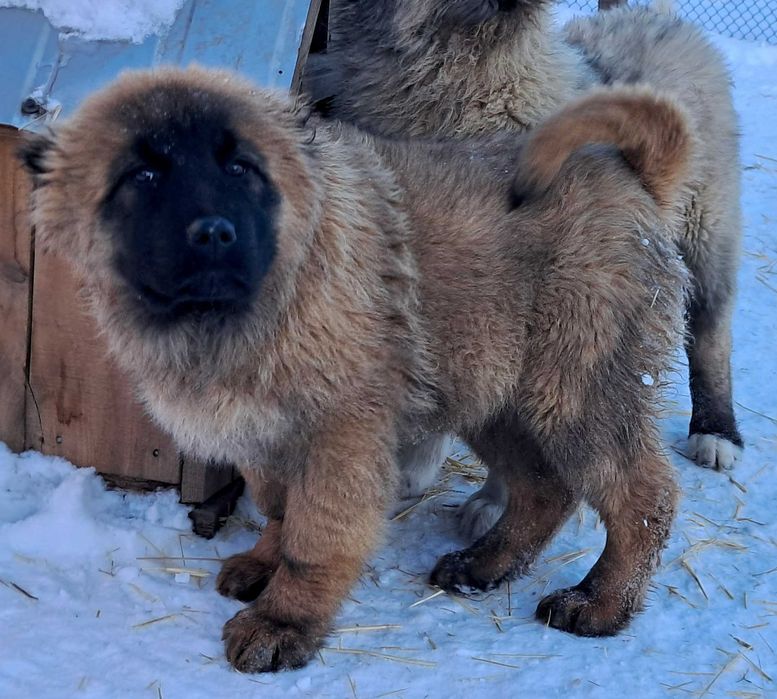Кавказькі вівчарки