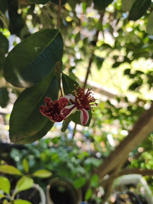 Árvores frutíferas e plantas exóticas e tropicais.