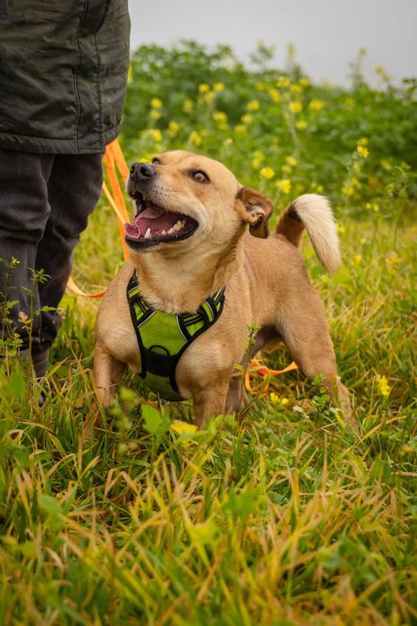 Przyjazny spokojny Marianek szuka domku