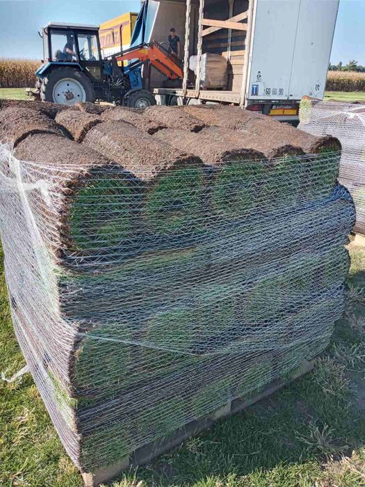 Рулонні Газони,озеленення ділянки. Обрізка дерев, формування крони