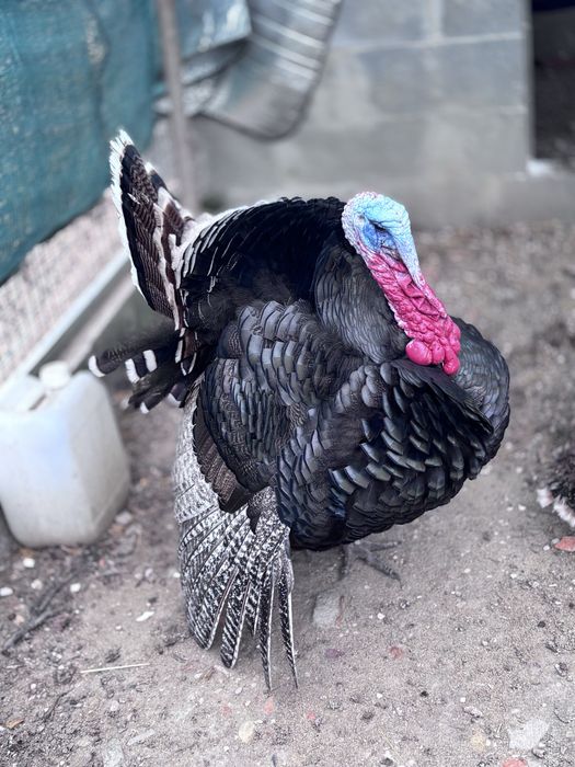 Perus grandes  ou um casal