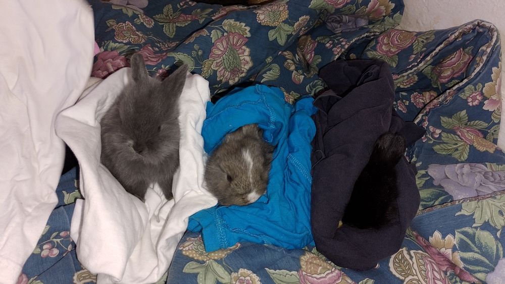 Coelhos anões  ninhada de 4 filhotes . nascimento 5 de setembro