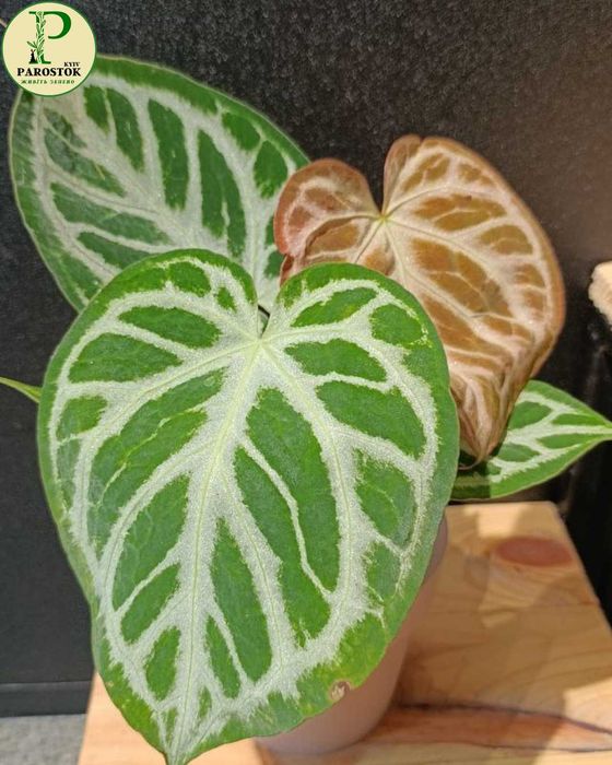 Антуріум. Туренза. Сільвер Блаш.