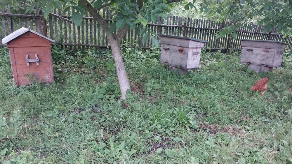 Продам вулики бджолосімї