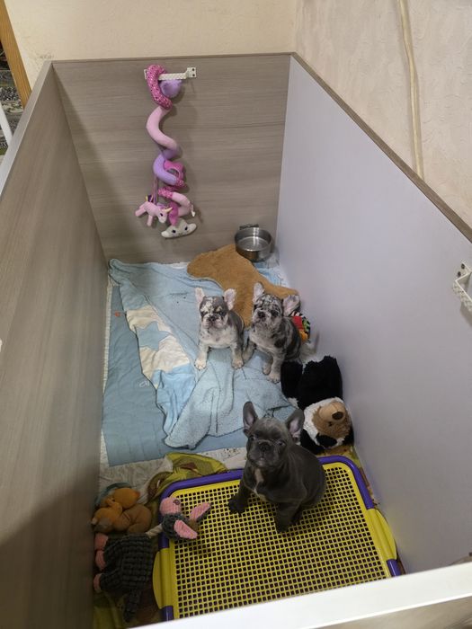 Дві дівчинки мраморного забарвлення