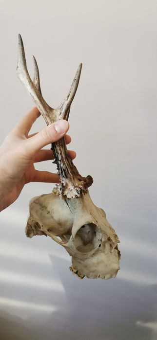 Parostki czaszka kozła naturalna czaszka