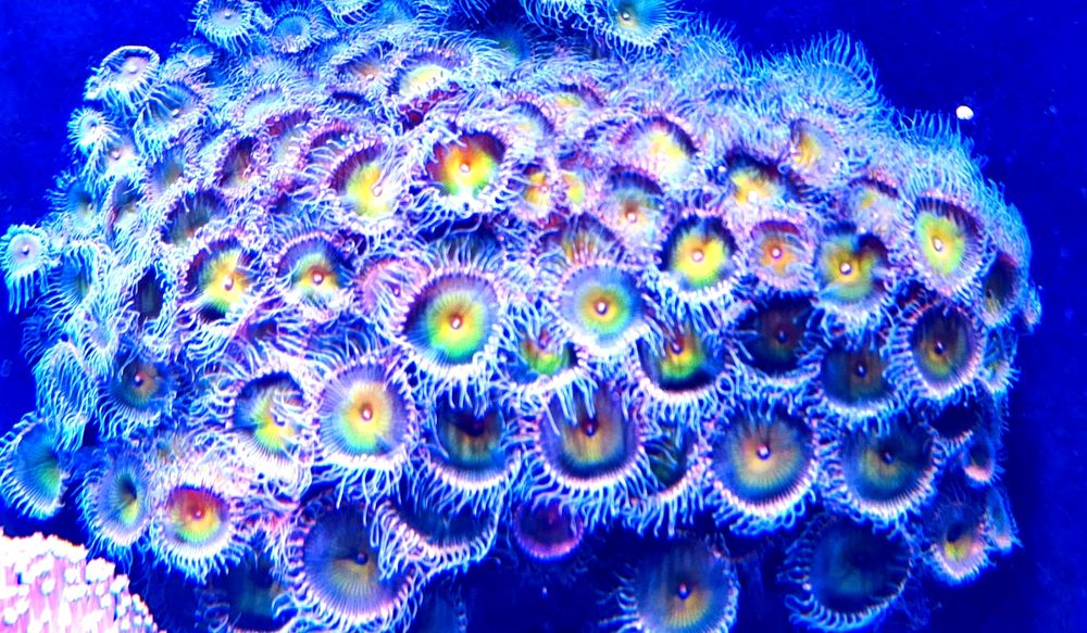 Corais fáceis vários