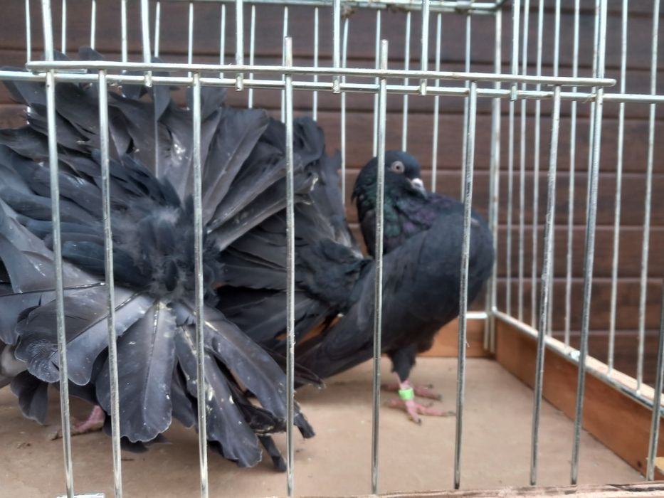 Pawiki różne kolory