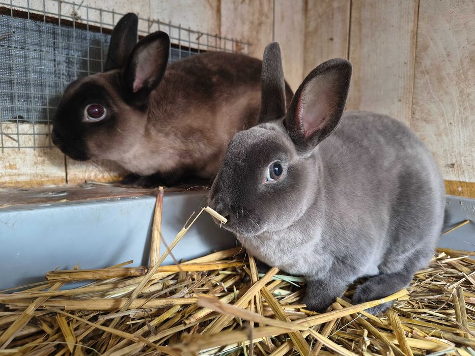 Mini rex kuna niebieska samiczka