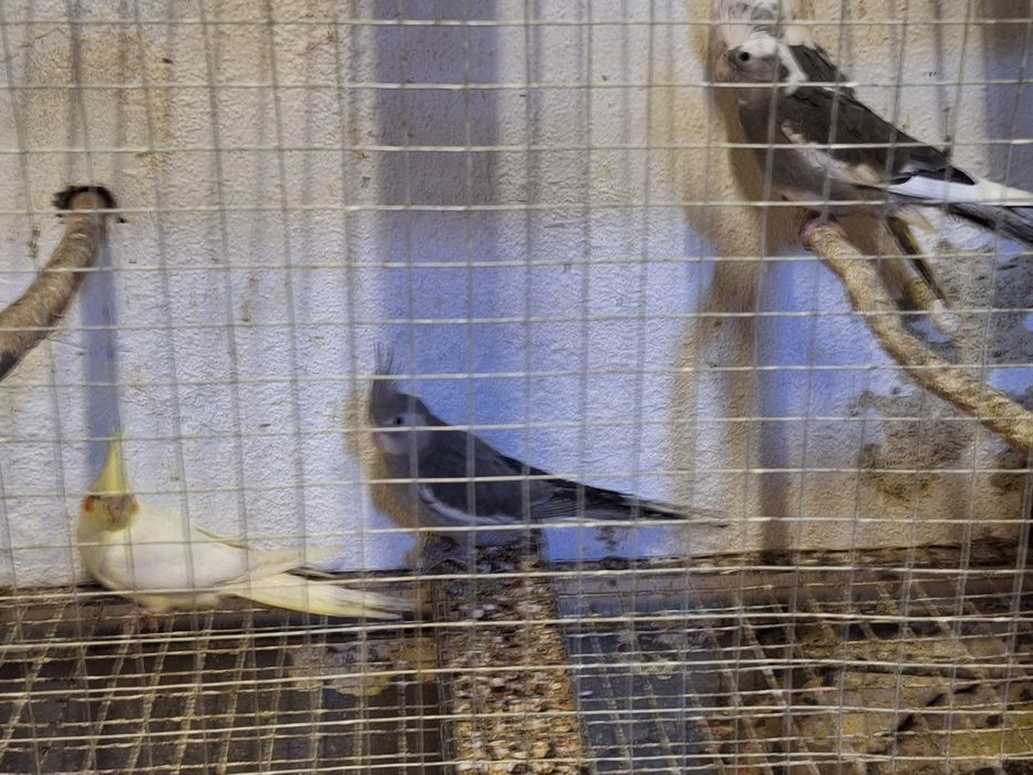 caturras novas de 2025