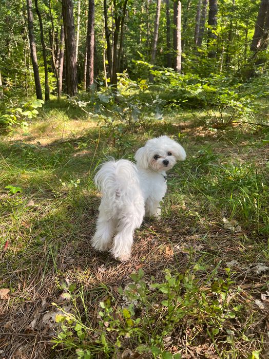 Вʼязка мальтезе , болонка, шукаємо дівчинку.