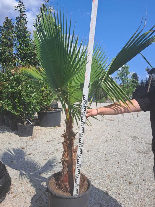 Washingtonia robusta Palma