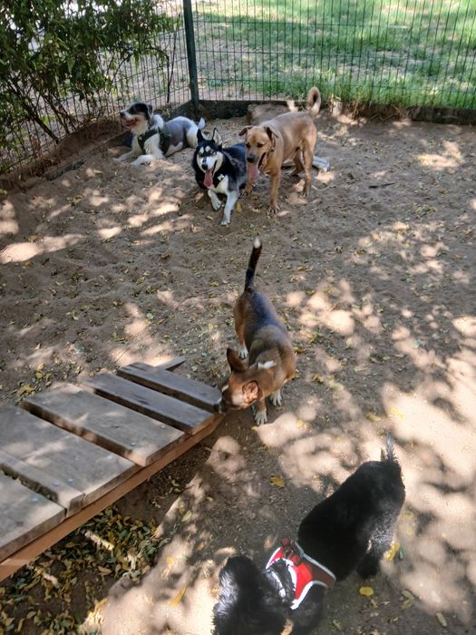 Pet Sitter e Dog Walker