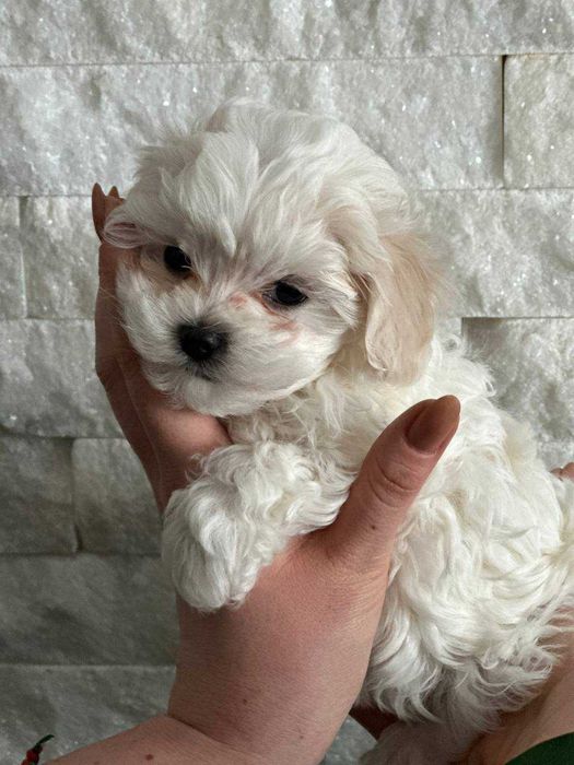 Продам щенят Мальтіпу