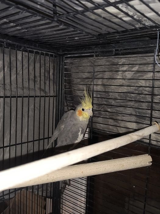 Papużki młode parka