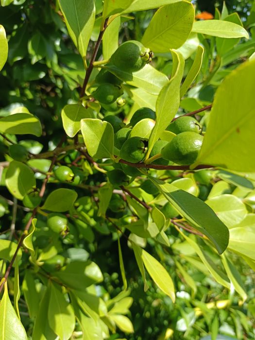 Araçá de cor vermelha e amarela