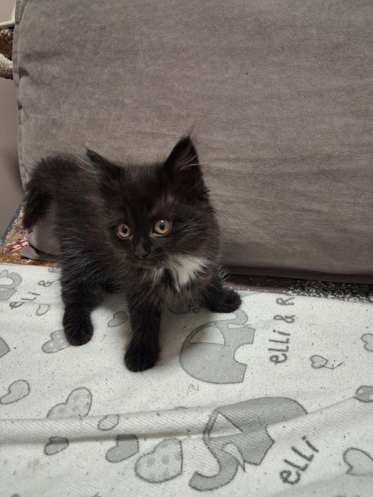 Кошенята шукають добру люблячу родину