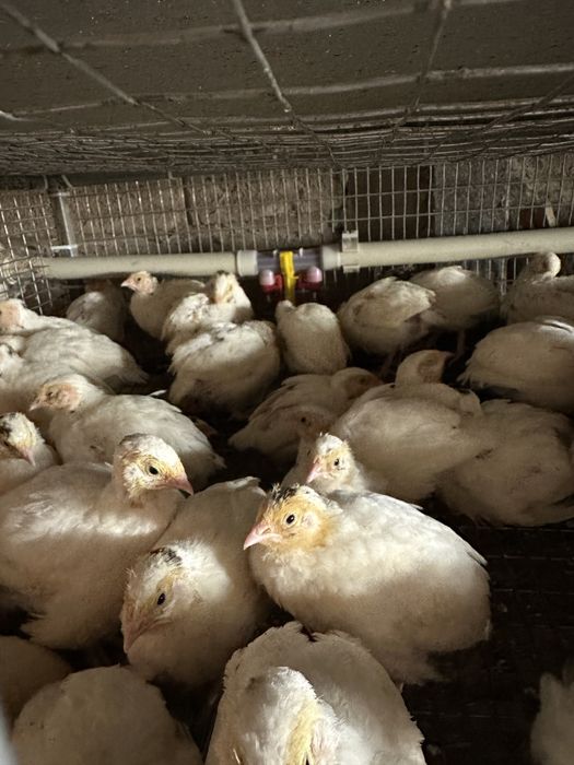 Перепела разного возраста