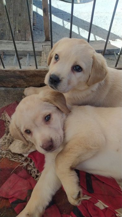щенята лабрадори біленькі/чорненькі
