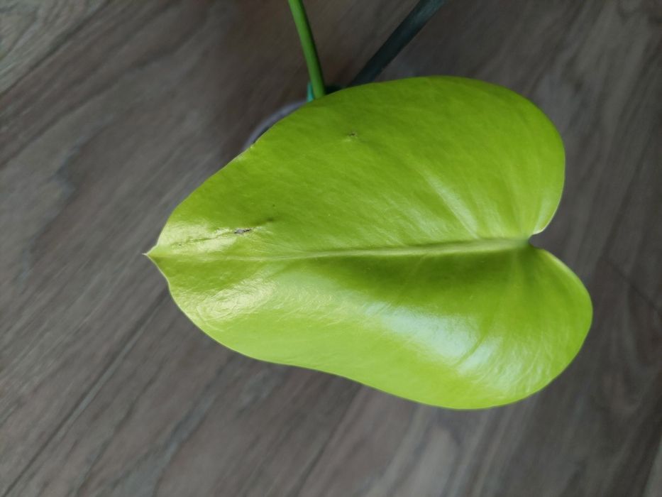 Monstera golden compacta