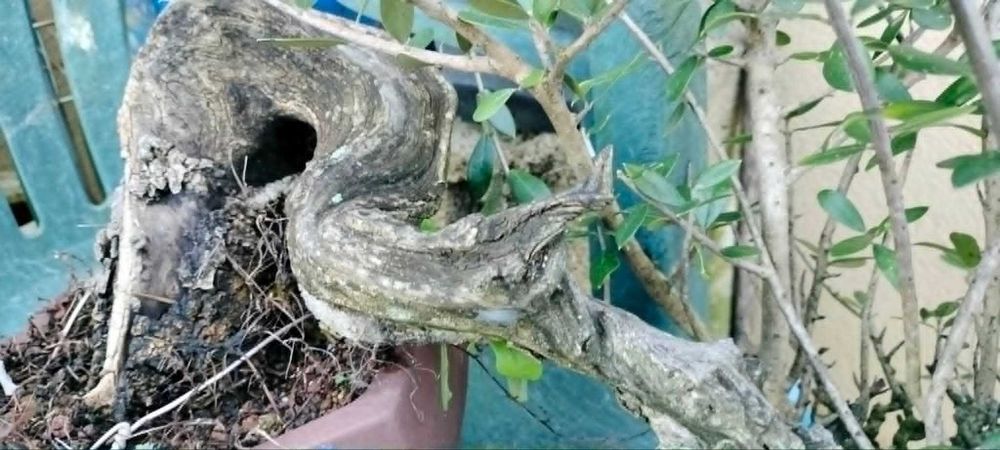 Bonsai Ullastre de Antonio Arana