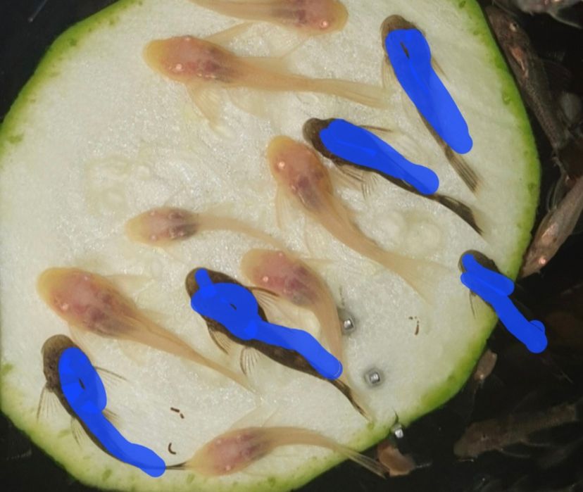 Ancistrus Green Dragon Albino Wysyłka Zbrojnik Glonojad