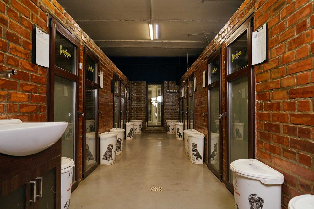 Дресирування собак Кінолог Стоянка Забуча Романівка Петрушки