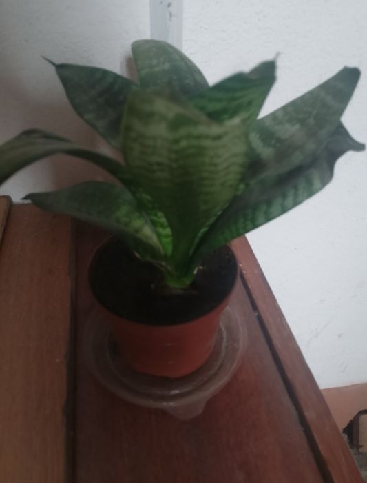 Продам вазони Сансевєрія