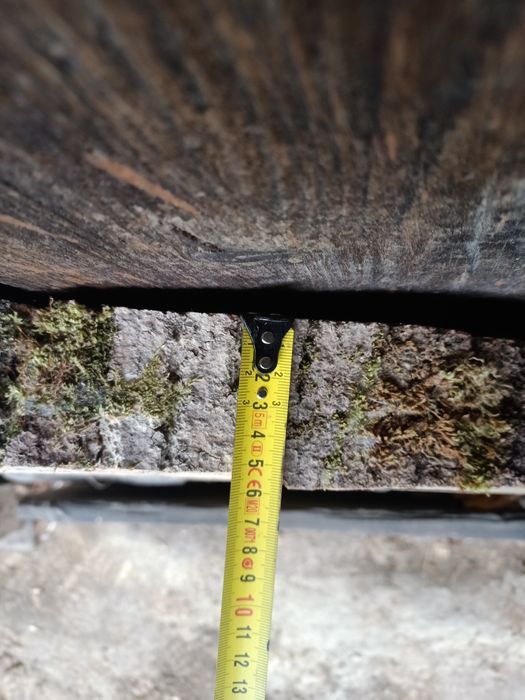 Plastry jesion, jawor