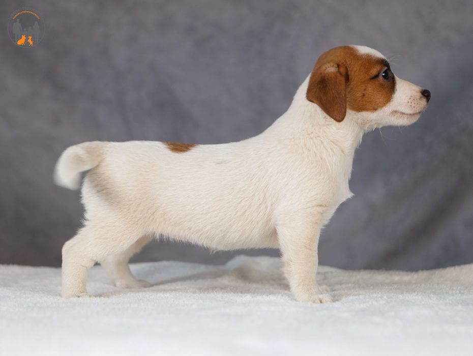 Jack Russell Terrier ZKwP FCI w.krótki rezerwacja