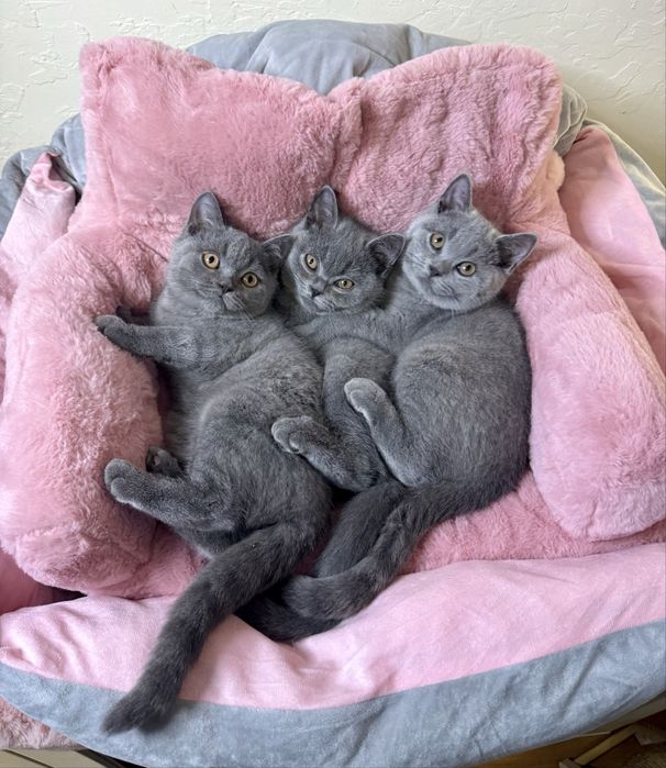 Kot brytyjski niebieski krotkowlosy kotka