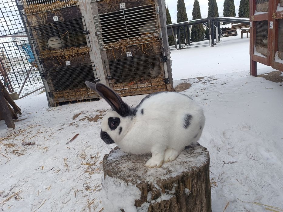 Króliki Srokacz Olbrzym Niebieski